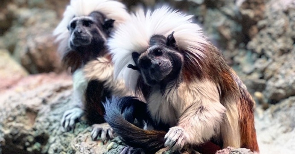 Public Can Help Name Cotton-Top Tamarins at the Smithsonian’s National Zoo and Conservation Biology Institute | Smithsonian Institution